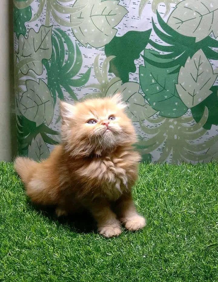 Persian cat | persian kitten for sale | urgent sale | 03225990226 4