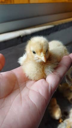 FANCY CHICKS FOR SALE. Golden buff, White buff, Black buff