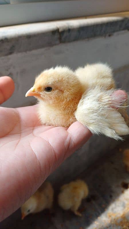 FANCY CHICKS FOR SALE. Golden buff, White buff, Black buff 1