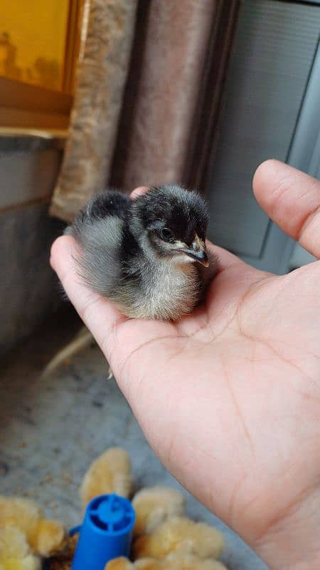 FANCY CHICKS FOR SALE. Golden buff, White buff, Black buff 2