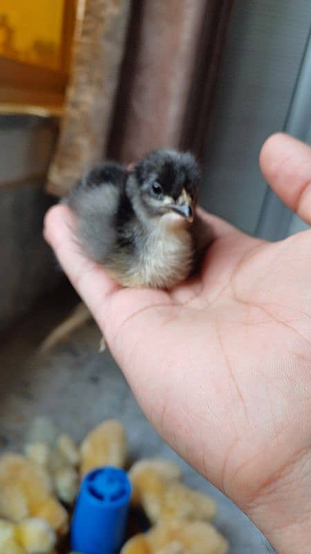 FANCY CHICKS FOR SALE. Golden buff, White buff, Black buff 3