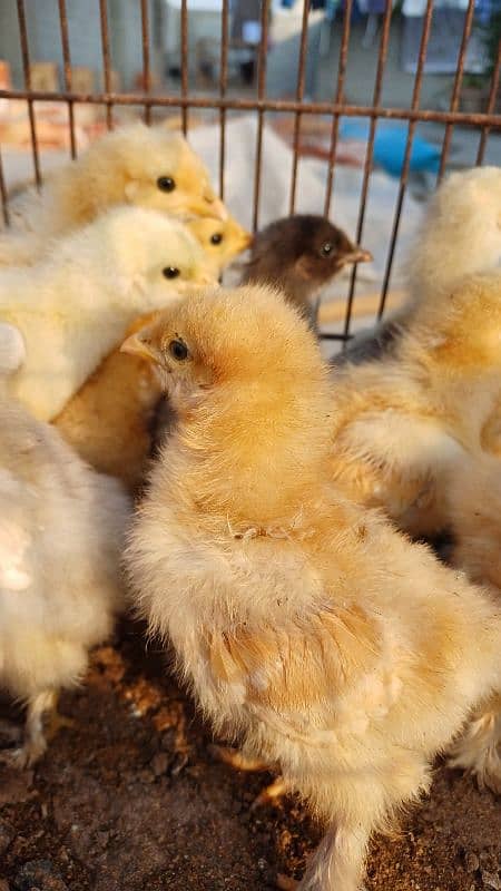 FANCY CHICKS FOR SALE. Golden buff, White buff, Black buff 4