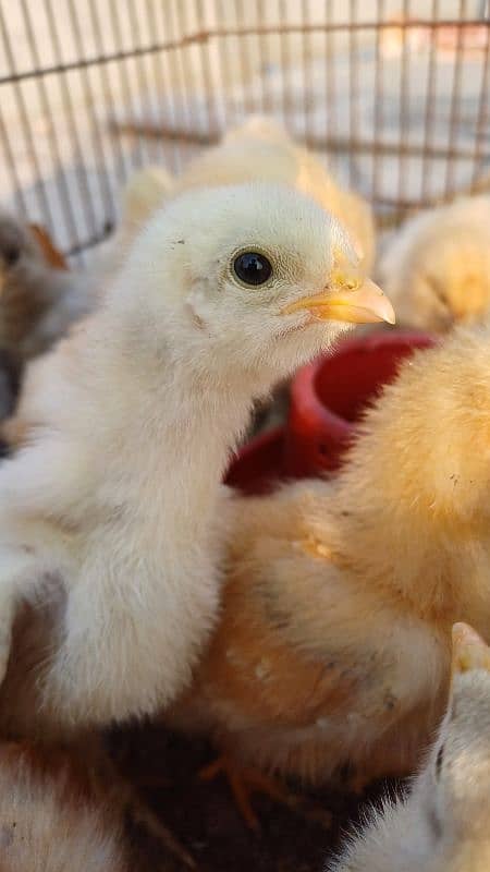 FANCY CHICKS FOR SALE. Golden buff, White buff, Black buff 5