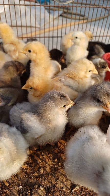 FANCY CHICKS FOR SALE. Golden buff, White buff, Black buff 6