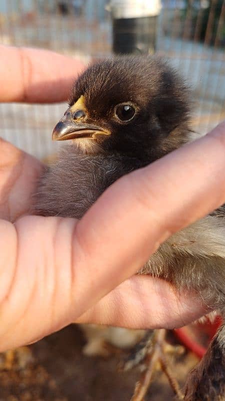 FANCY CHICKS FOR SALE. Golden buff, White buff, Black buff 7