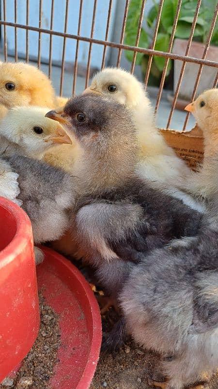 FANCY CHICKS FOR SALE. Golden buff, White buff, Black buff 8