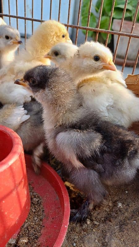 FANCY CHICKS FOR SALE. Golden buff, White buff, Black buff 9