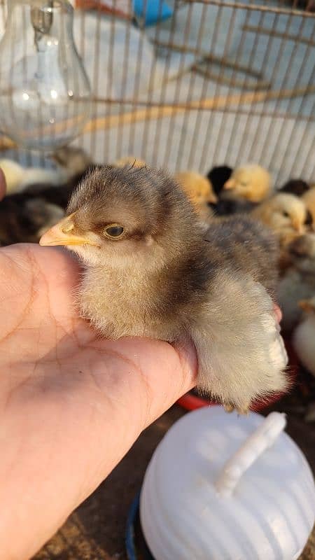 FANCY CHICKS FOR SALE. Golden buff, White buff, Black buff 10