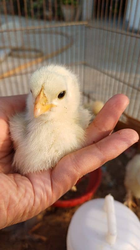 FANCY CHICKS FOR SALE. Golden buff, White buff, Black buff 11