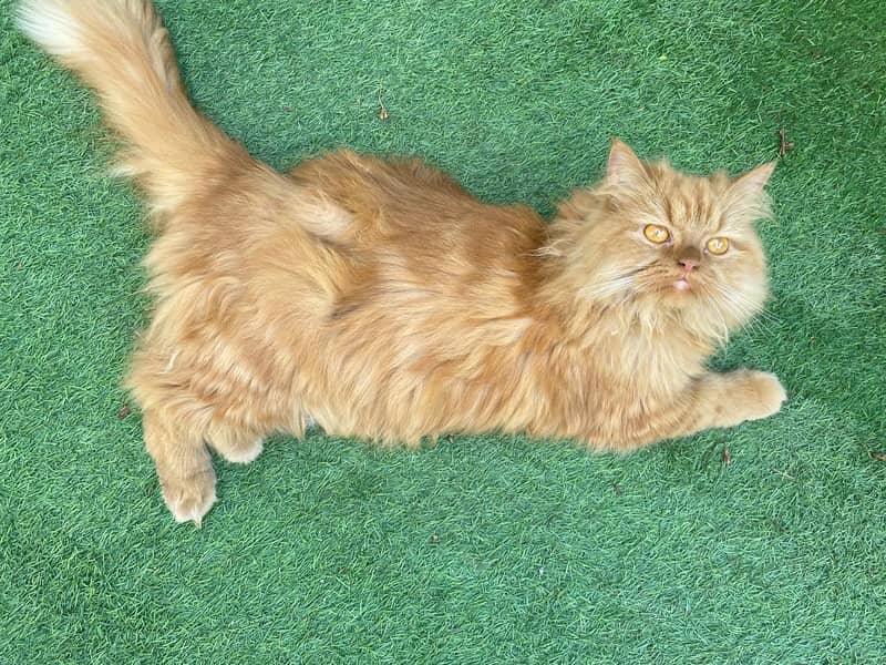 Persian cat | persian kitten for sale | urgent sale | 03225990226 2