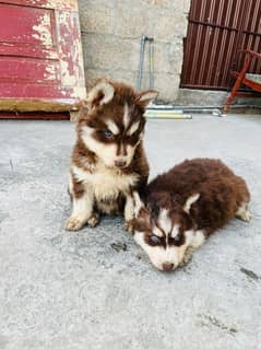 Husky puppies for sale