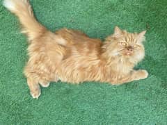 Persian cat | persian kitten for sale | urgent sale | 03225990226