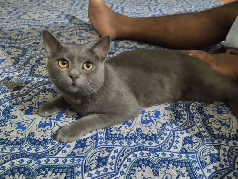 Persian Grey Cat (Exchange Possible) 0