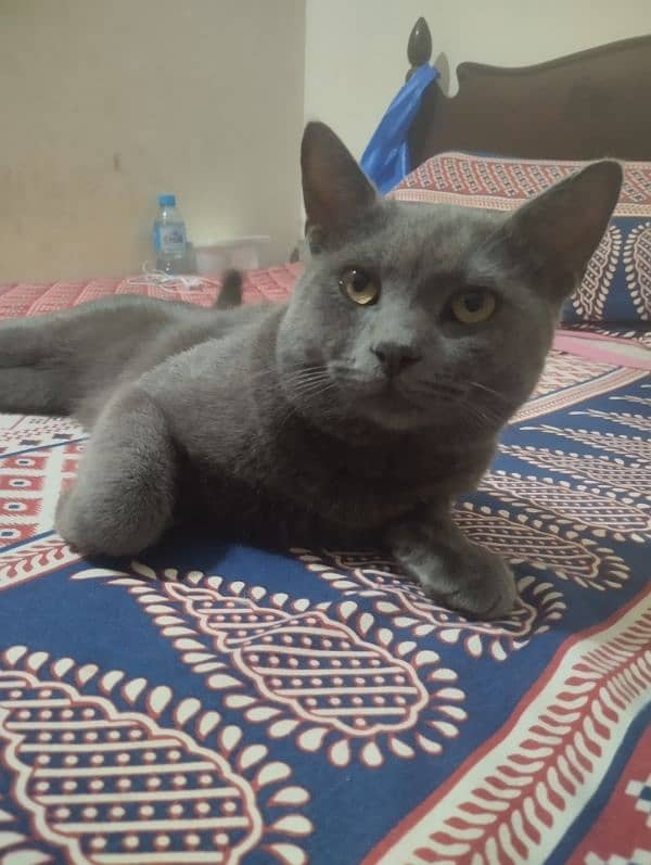 Persian Grey Cat (Exchange Possible) 1