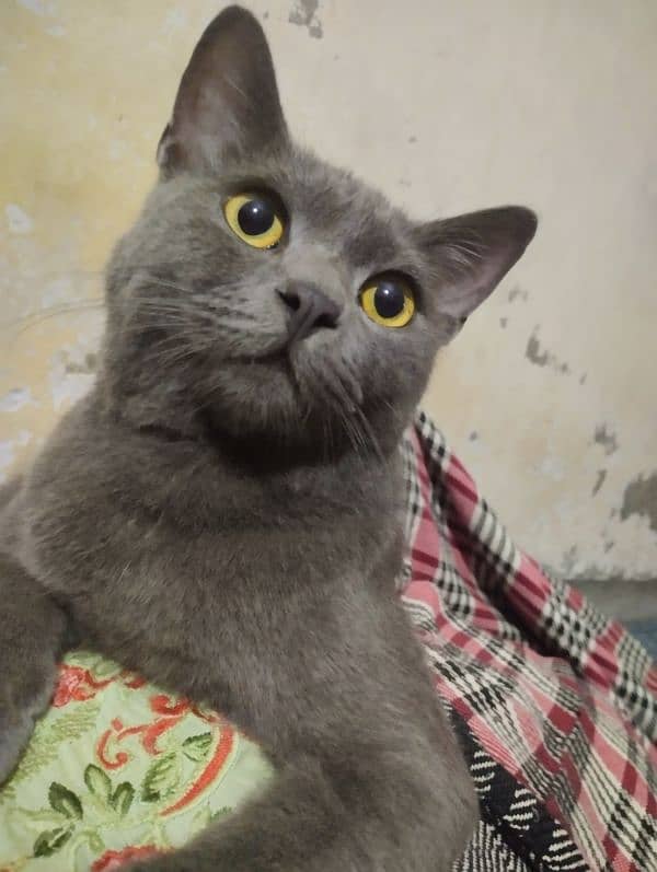 Persian Grey Cat (Exchange Possible) 2