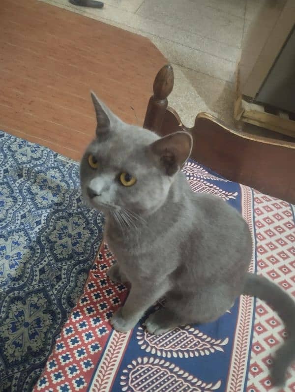 Persian Grey Cat (Exchange Possible) 3