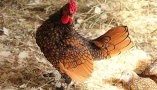 Sebright Rooster