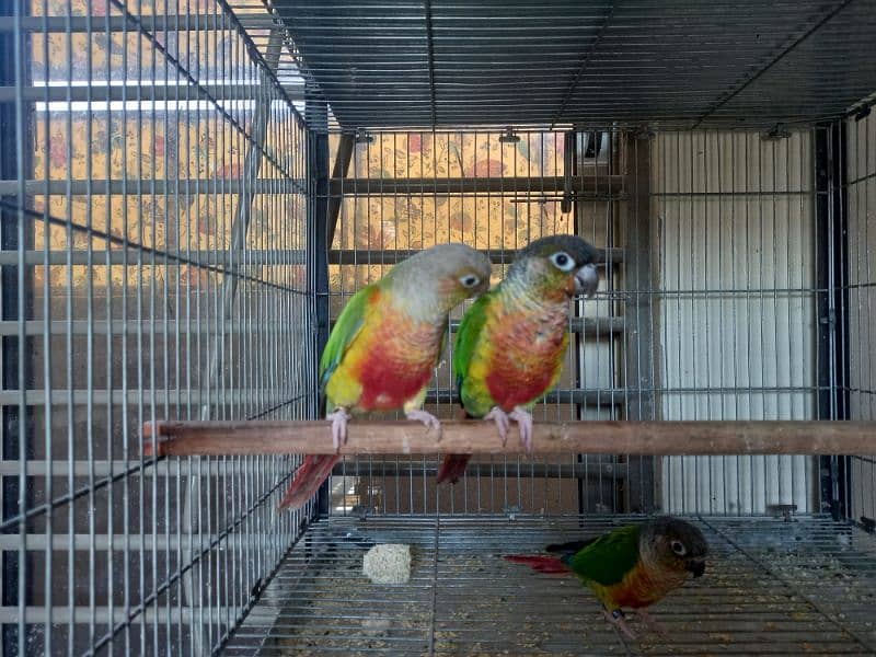 Red factor conure pair parrots/birds 6