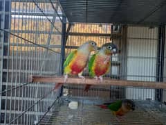 Red factor conure pair parrots/birds