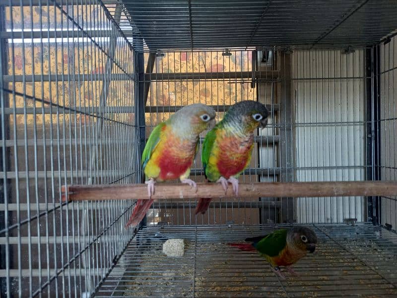 Red factor conure pair parrots/birds 1