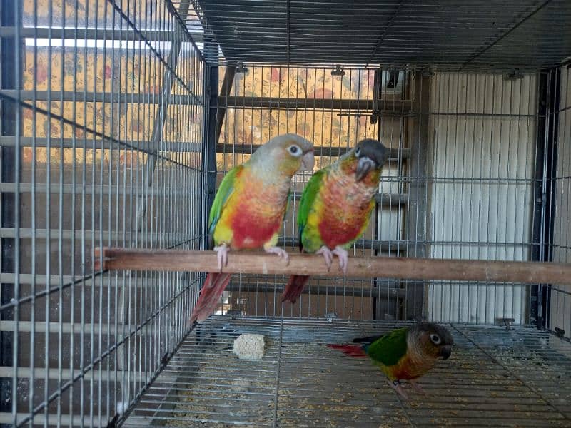 Red factor conure pair parrots/birds 7