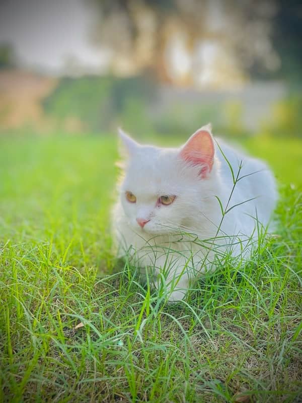 3 coat Persian cat with yellow eyes. . 2 years age . 2