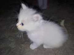 Persian kittens for sale