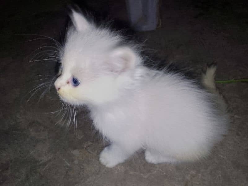 Persian kittens for sale 0