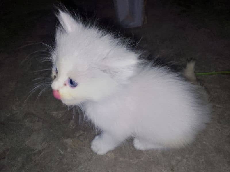 Persian kittens for sale 1