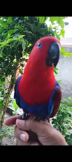 eclectus parrot