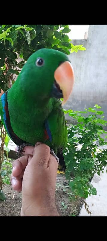 eclectus parrot 1