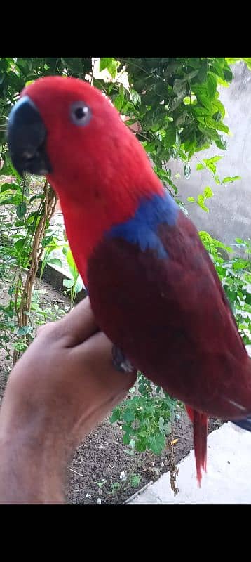 eclectus parrot 2