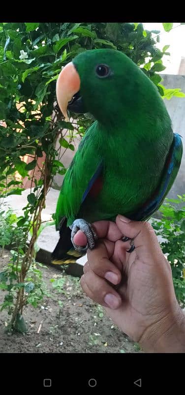 eclectus parrot 3