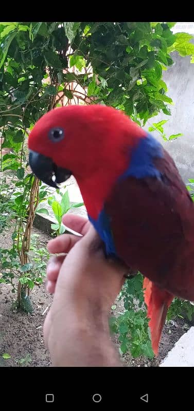 eclectus parrot 4