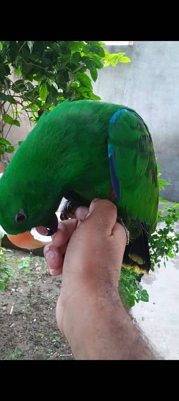 eclectus parrot 5