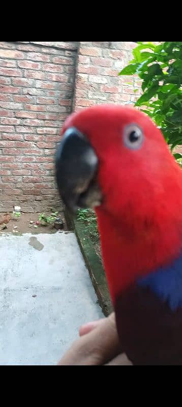 eclectus parrot 6