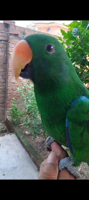 eclectus parrot 7