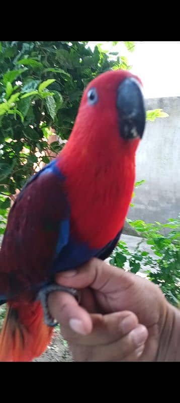 eclectus parrot 8