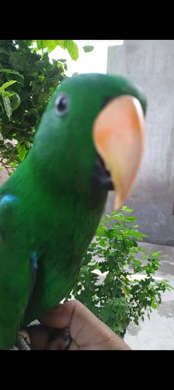 eclectus parrot 9