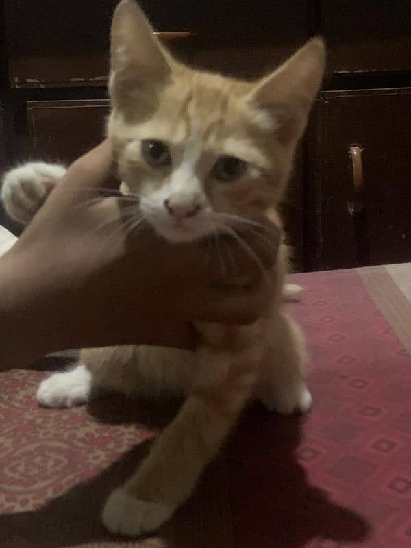 Small Persian Kitten For Sale 1