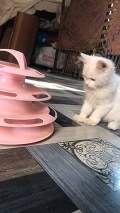 persian female kitten for sale age 3 months +