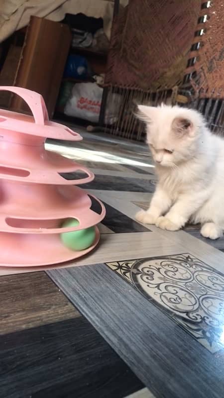 persian female kitten for sale age 3 months + 1