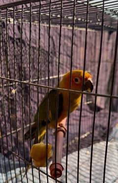 Sunconure