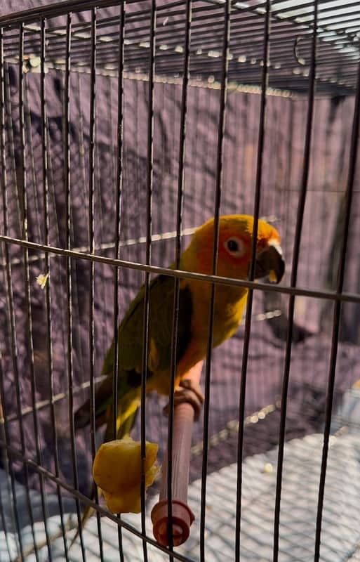 Sunconure 0