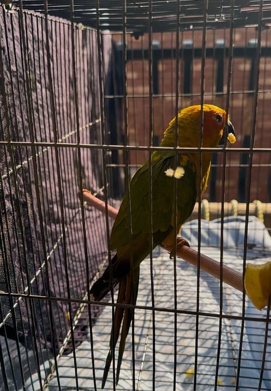 Sunconure 1