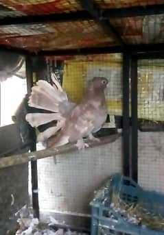 Fantail brown female 03334634173