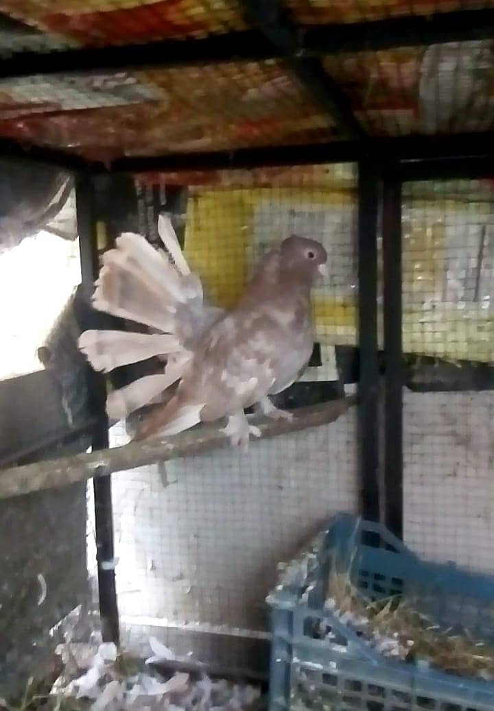 Fantail brown female 03334634173 1