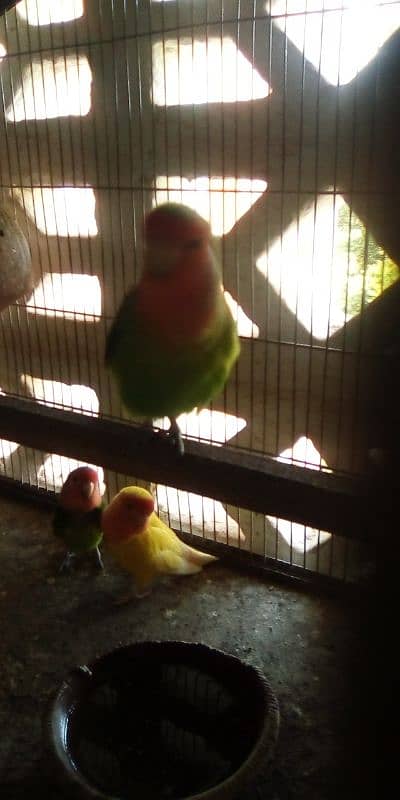 love bird pair 2