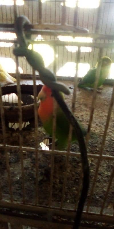 love bird pair 3