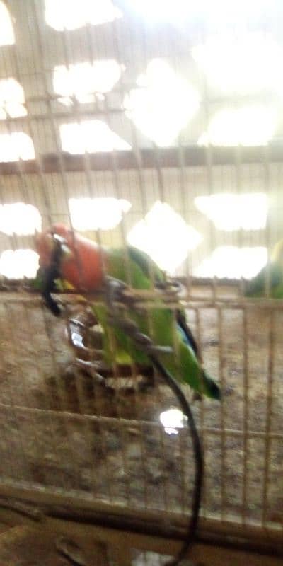 love bird pair 4